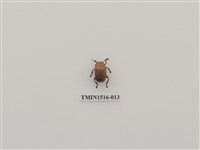 藏品(鞘翅目(二))的圖片